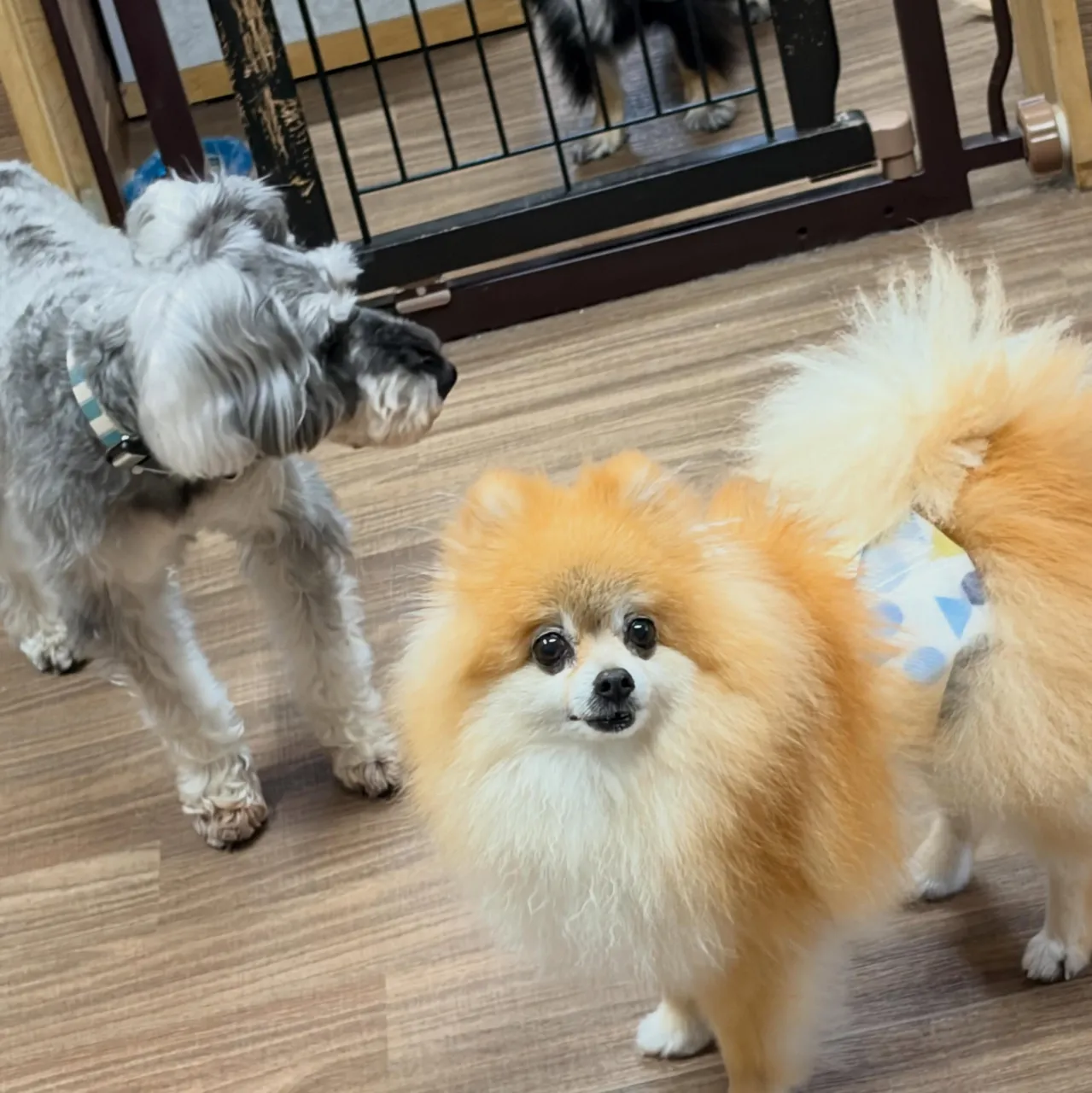 入会してくれたいちくんです🧡