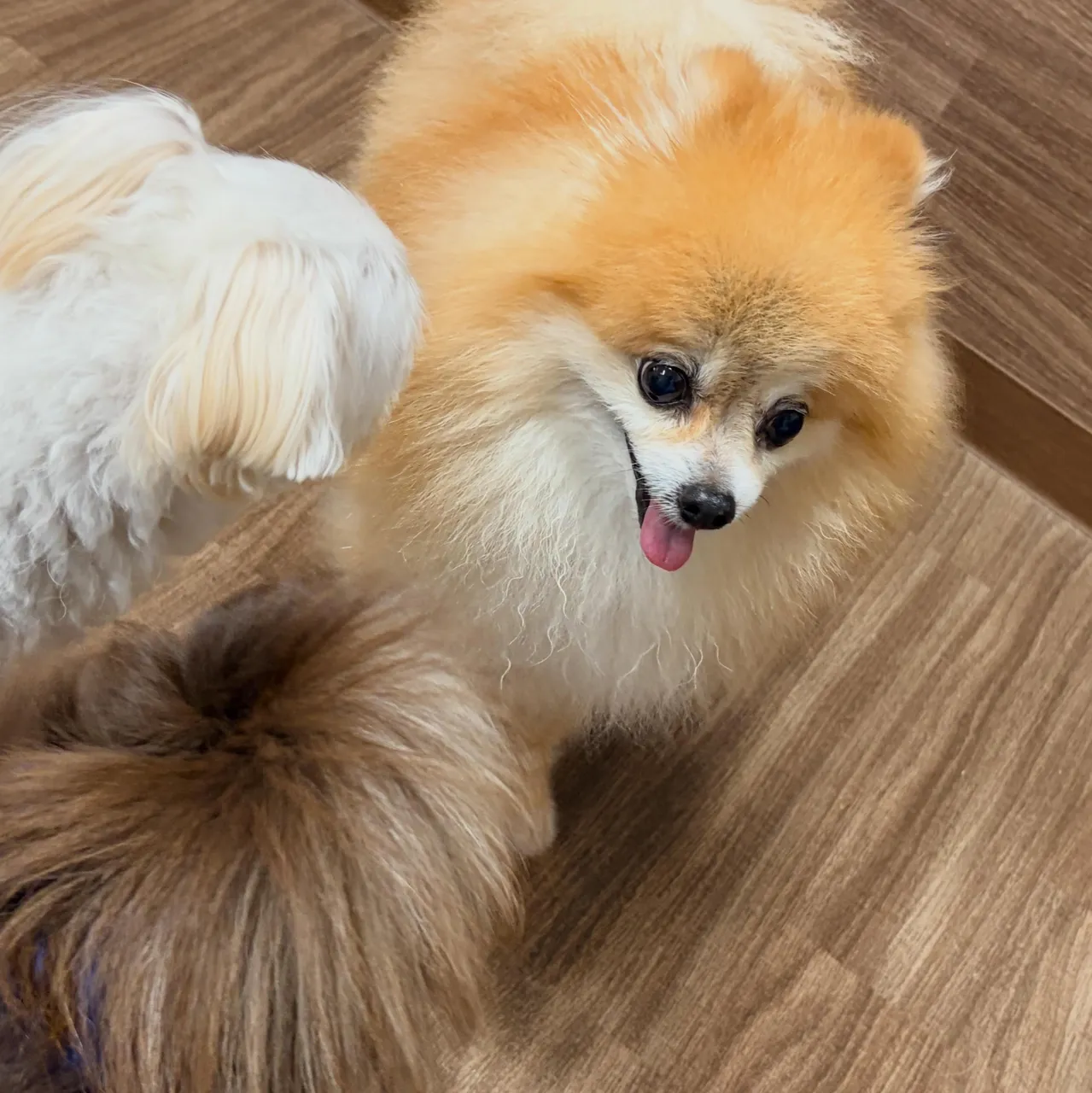 入会してくれたいちくんです🧡