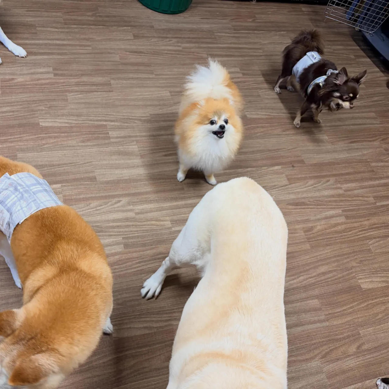入会してくれたいちくんです🧡