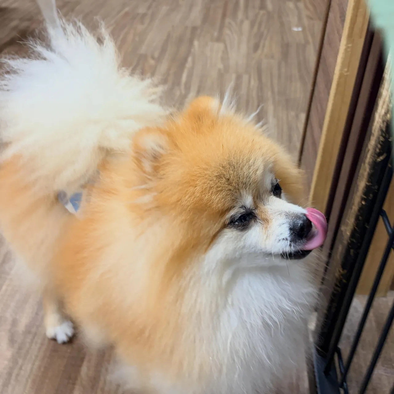 入会してくれたいちくんです🧡