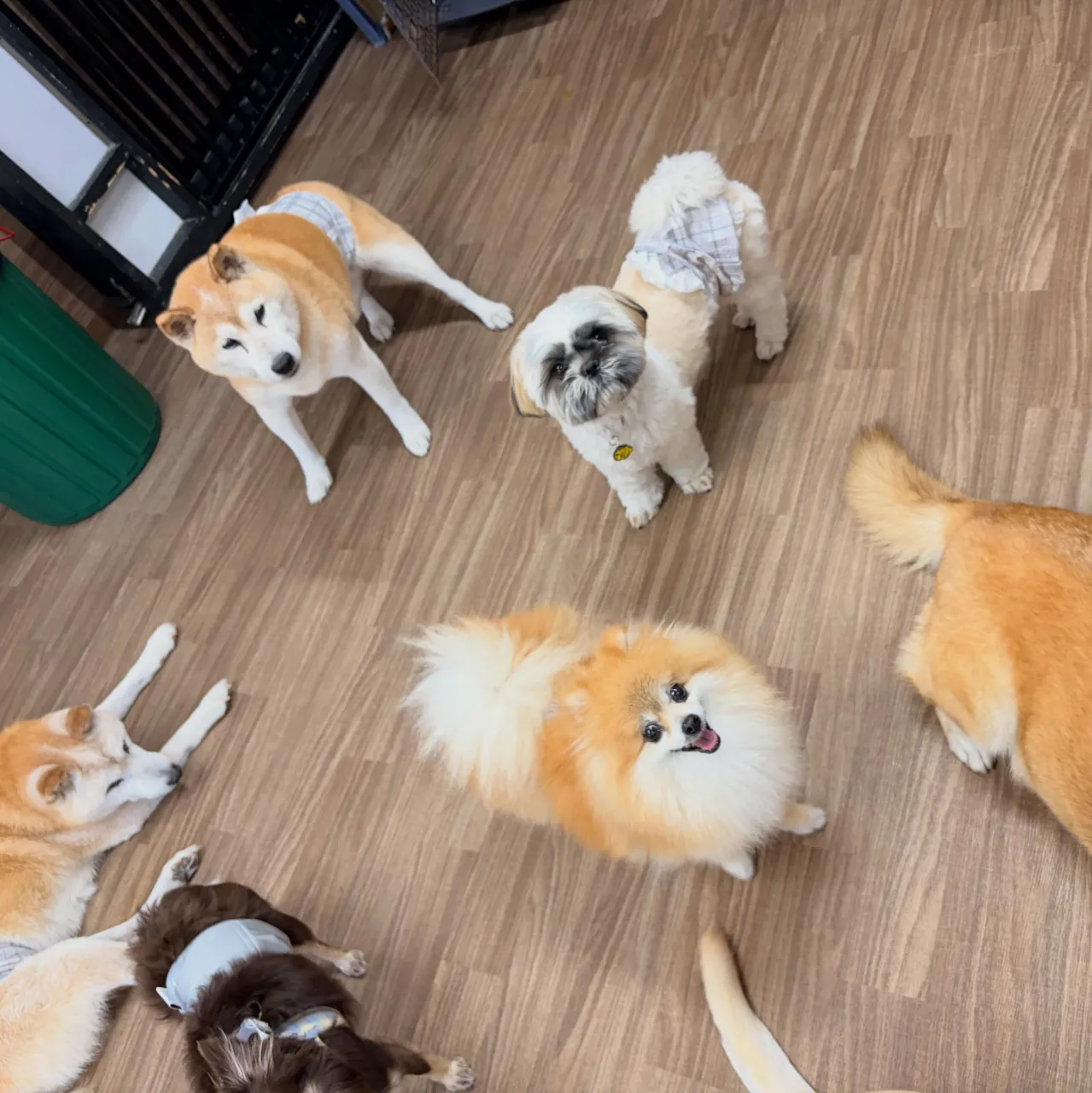 入会してくれたいちくんです🧡