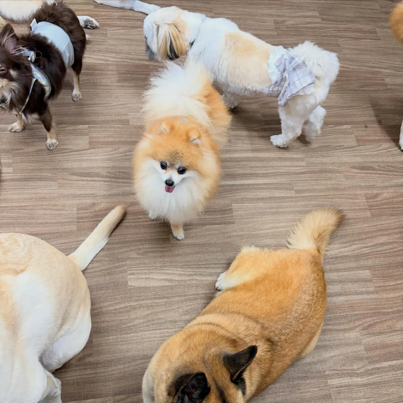 入会してくれたいちくんです🧡